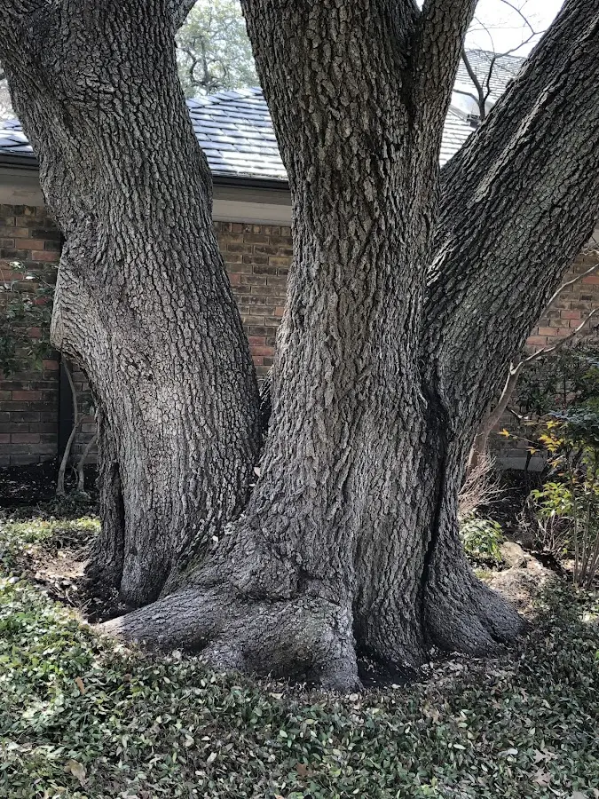 Mature heritage tree close to a Ronco property cared for by certified arborists